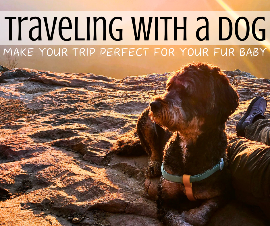 traveling with a dog