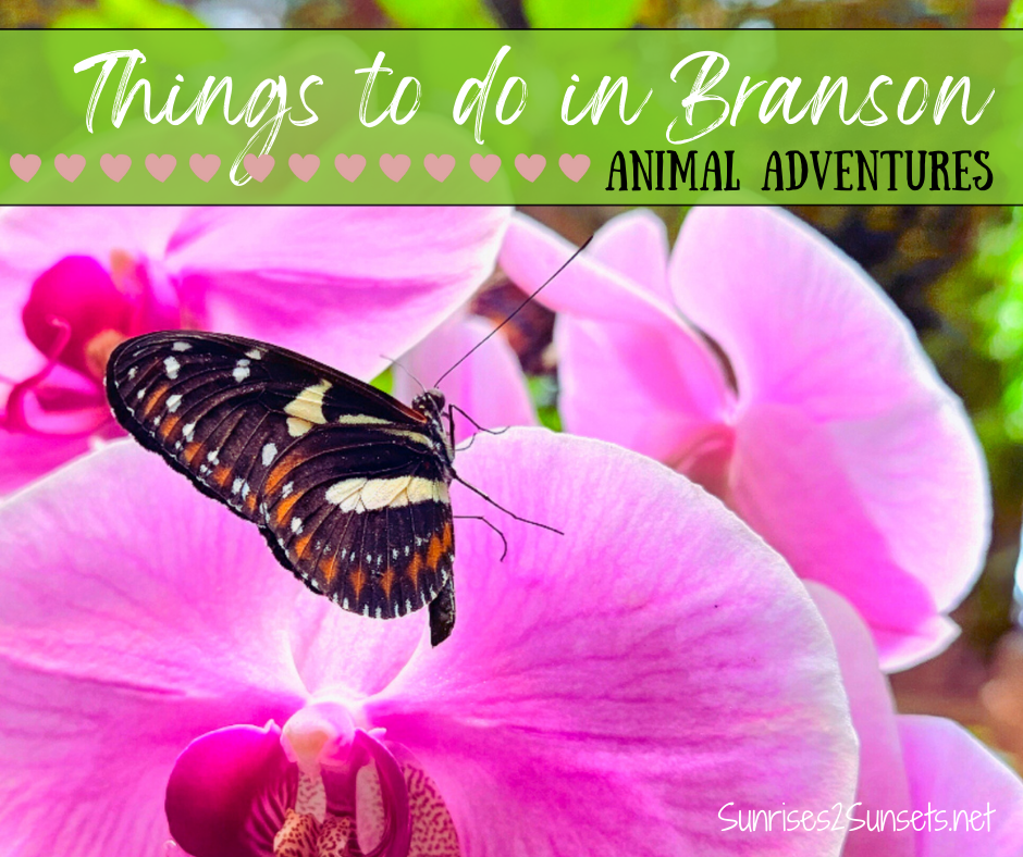 Unique Things to Do In Branson: Awesome Animal Adventures