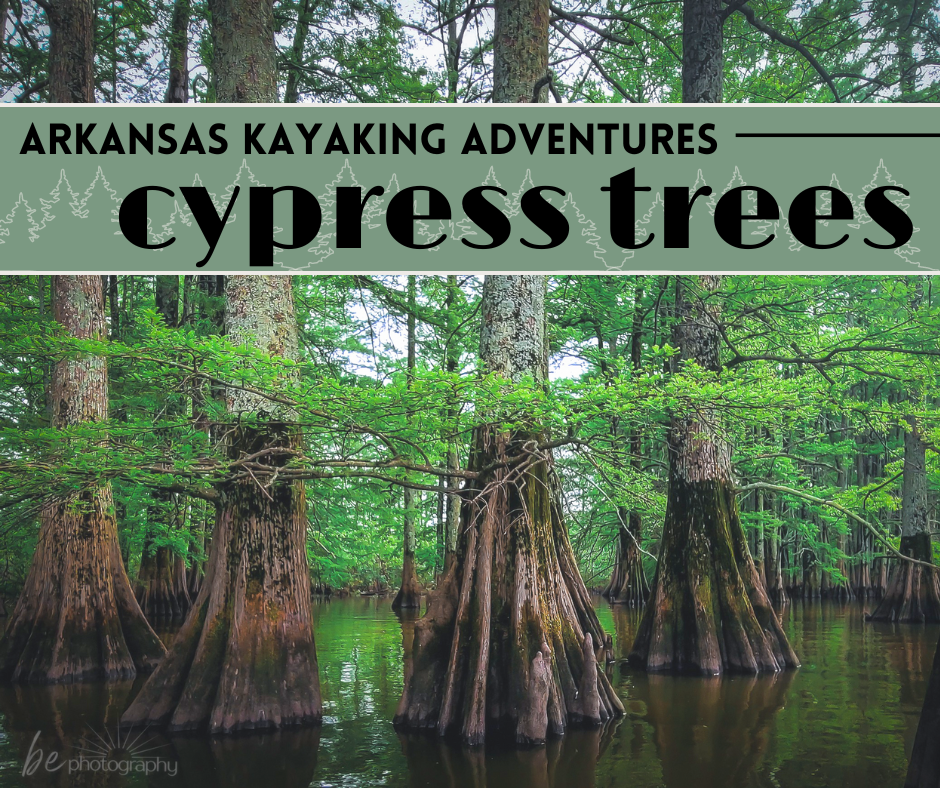 cypress trees in arkansas